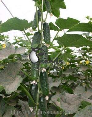 Огурец Барвина 500 семян. (Nunhems)