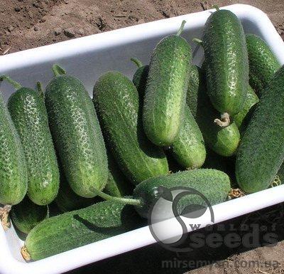 Огурец Доломит F1 СНЯТ С ПРОИЗВОДСТВА Огурец Доломит F1 СНЯТ С ПРОИЗВОДСТВА