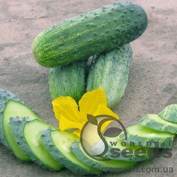 Огурец Криспина F1 1000 семян. (Nunhems) Огурец Криспина F1 1000 семян. (Nunhems)