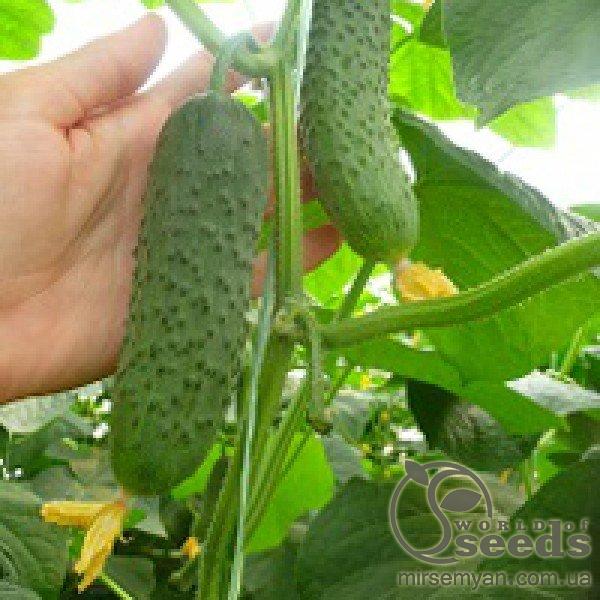 Огурец Меренга F1 1000 семян. (Seminis) Огурец Меренга F1 1000 семян. (Seminis)