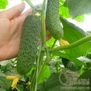 Огурец Меренга F1 1000 семян. (Seminis)