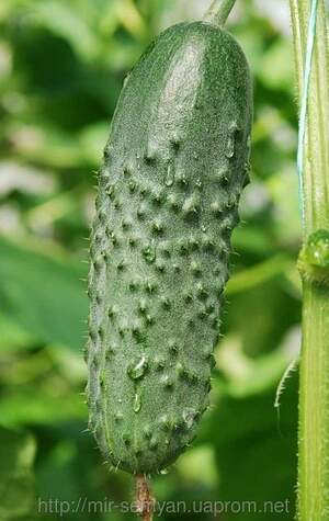 Огурец Меренга F1 1000 семян. (Seminis) Огурец Меренга F1 1000 семян. (Seminis)