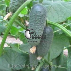 Огурец Акилина F1 500 семян. (Nunhems)