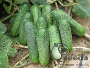 Огурец Платина F1 1000 семян. (Nunhems)