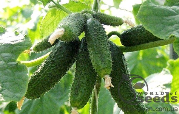 Огурец Амур F1 250 семян. (Bejo) Огурец Амур F1 250 семян. (Bejo)