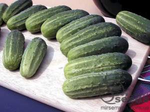 Огурец Аккорд F1 1000 семян. (Bejo)