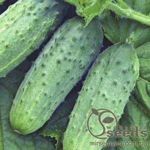 Огурец Атлантис F1 1000 семян. (Bejo)