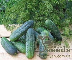 Огурец Атлантис F1 1000 семян. (Bejo)