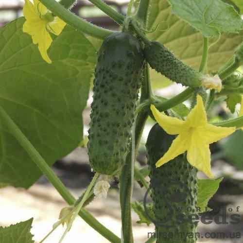 Огурец Альянс F1 250 семян. (Bejo) Огурец Альянс F1 250 семян. (Bejo)