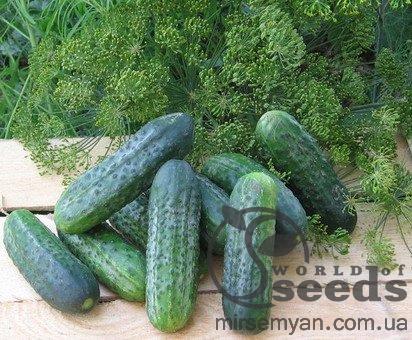 Огурец Атлантис F1 250 семян. (Bejo) Огурец Атлантис F1 250 семян. (Bejo)