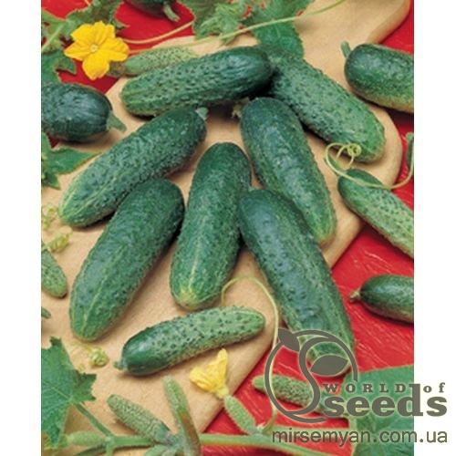 Огурец Астерикс F1 250 семян. (Bejo) Огурец Астерикс F1 250 семян. (Bejo)