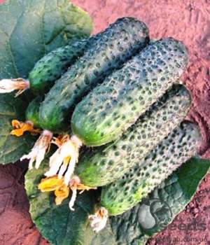 Огурец  Директор F1 500 семян. (Nunhems)