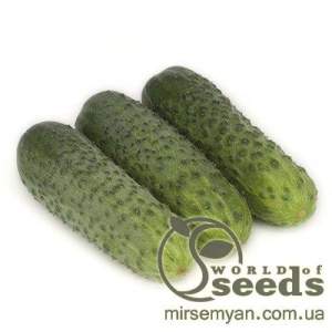 Огурец Караоке F1 250 семян. (Rijk Zwaan)