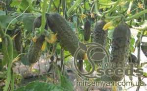 Огурец Ленара F1 1000 семян. (Rijk Zwaan) Огурец Ленара F1 1000 семян. (Rijk Zwaan)