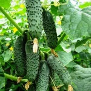 Огурец Чайковский F1 1000 семян. (Rijk Zwaan)