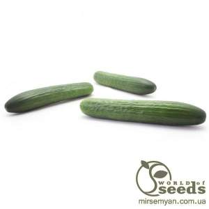 Огурец Яни F1 1000О семян. (Rijk Zwaan) Огурец Яни F1 1000О семян. (Rijk Zwaan)