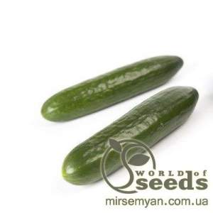 Огурец Мева F1 100 семян. (Rijk Zwaan) Огурец Мева F1 100 семян. (Rijk Zwaan)