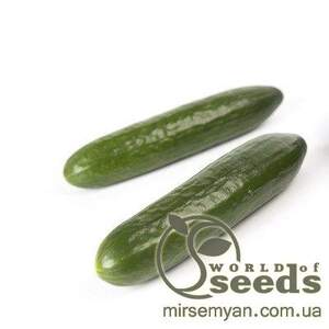 Огурец Мева F1 500 семян.  (Rijk Zwaan)