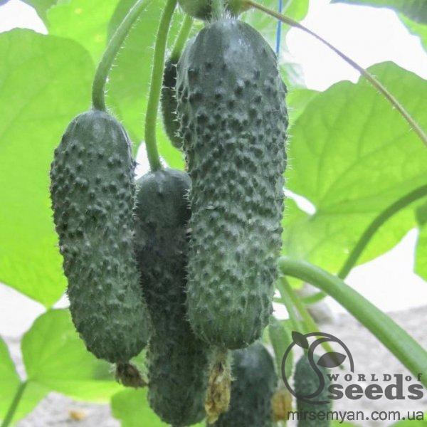 Огурец Анзор F1 250 семян. (Bejo) Огурец Анзор F1 250 семян. (Bejo)