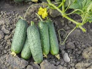 Огурец Проликс F1 1000 семян. (Nunhems) Огурец Проликс F1 1000 семян. (Nunhems)