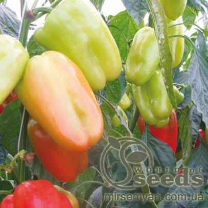 Перец Минтос F1, 500 семян. (Syngenta) Перец Минтос F1, 500 семян. (Syngenta)