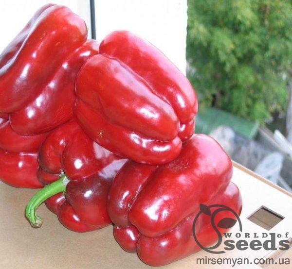 Перец Клаудио F1 1000 семян. (Nunhems) Перец Клаудио F1 1000 семян. (Nunhems)