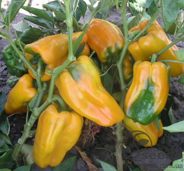 Перец Джемини F1 1000 семян. (Nunhems) Перец Джемини F1 1000 семян. (Nunhems)