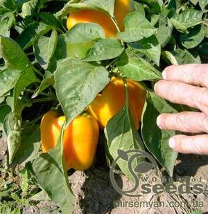 Перец Бачата F1 1000 семян. (Rijk Zwaan) Перец Бачата F1 1000 семян. (Rijk Zwaan)