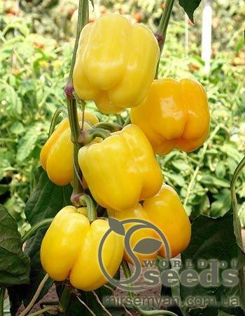 Перец Бачата F1 1000 семян. (Rijk Zwaan) Перец Бачата F1 1000 семян. (Rijk Zwaan)