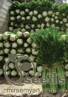 Сельдерей Танго (листовая) 10 000 семян. (Bejo) Сельдерей Танго (листовая) 10 000 семян. (Bejo)