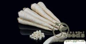 Петрушка Игл/Eagl (корневая) 500гр. (Bejo) Петрушка Игл/Eagl (корневая) 500гр. (Bejo)