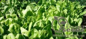 Шпинат Спирос F1 50 000 семян. (Bejo) Шпинат Спирос F1 50 000 семян. (Bejo)