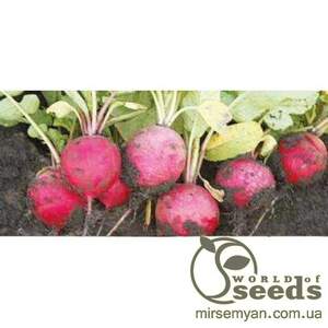 Редис Рондар F1 10 000 семян. (Syngenta)