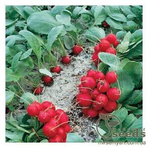 Редис Рондар F1 10 000 семян. (Syngenta) Редис Рондар F1 10 000 семян. (Syngenta)