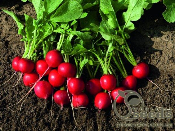 Редис Рудольф 50гр. (Bejo) Редис Рудольф 50гр. (Bejo)