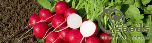 Редис Ровер F1 (2,25-2,5мм) 50 000 семян. (Bejo) Редис Ровер F1 (2,25-2,5мм) 50 000 семян. (Bejo)