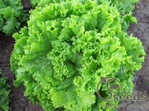 Салат Фанли F1 лист. 5000 семян. (Syngenta)