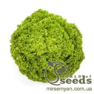 Салат Алеппо 1000 семян. драж. (Rijk Zwaan)