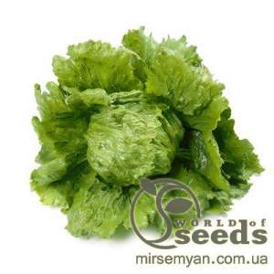 Салат Диамантинас,  1000 семян. драж. (Rijk Zwaan)