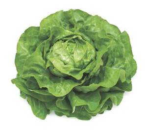 Салат Джиска  1000 семян.  (Rijk Zwaan)