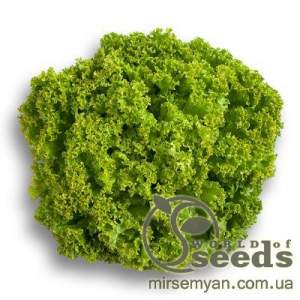 Салат Локарно 1000 семян.  (Rijk Zwaan)