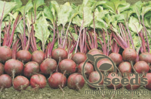 Свекла Водан F1 10 000 семян. (Bejo)