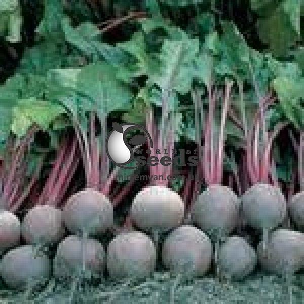 Свекла Пабло F1 50 000 семян. (Bejo)о Свекла Пабло F1 50 000 семян. (Bejo)о