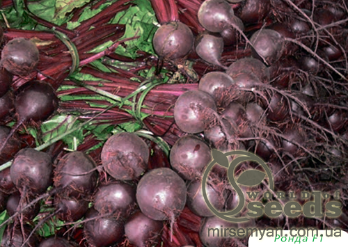 Свекла Ронд F1, 5 000 семян. (Bejo) Свекла Ронд F1, 5 000 семян. (Bejo)