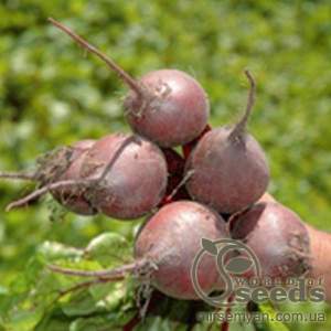 Свекла Бикорес F1 50 000 семян. (Bejo)