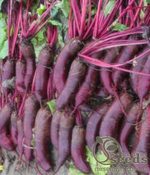 Свекла Таунус F1 50 000 семян. (Bejo)