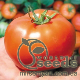 Помидоры Бобкат F2, 1000 семян. (Syngenta) Помидоры Бобкат F2, 1000 семян. (Syngenta)