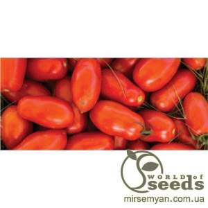 Помидоры Улиссе F1,  2500 семян. (Syngenta)