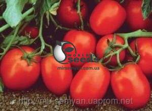 Помидоры Чибли 2500 семян. (Syngenta)