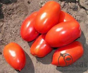 Помидоры Инкас F1 1000 семян. (Nunhems)
